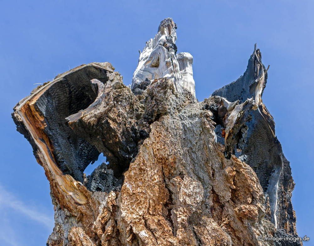 Ancient Larch struck by Lightning 
Les mélèzes de Balavaux
