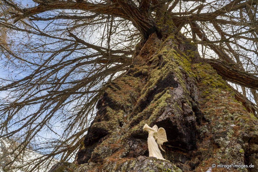 Angel in a Larch Tree
Les mélèzes de Balavaux
