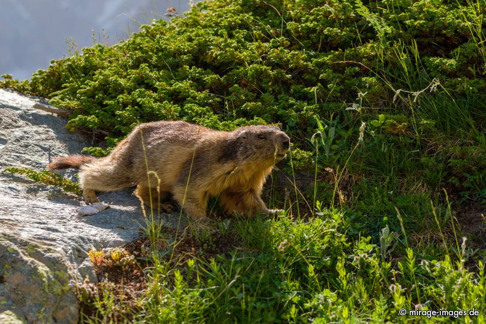 Marmotte
Parc National des Écrins
