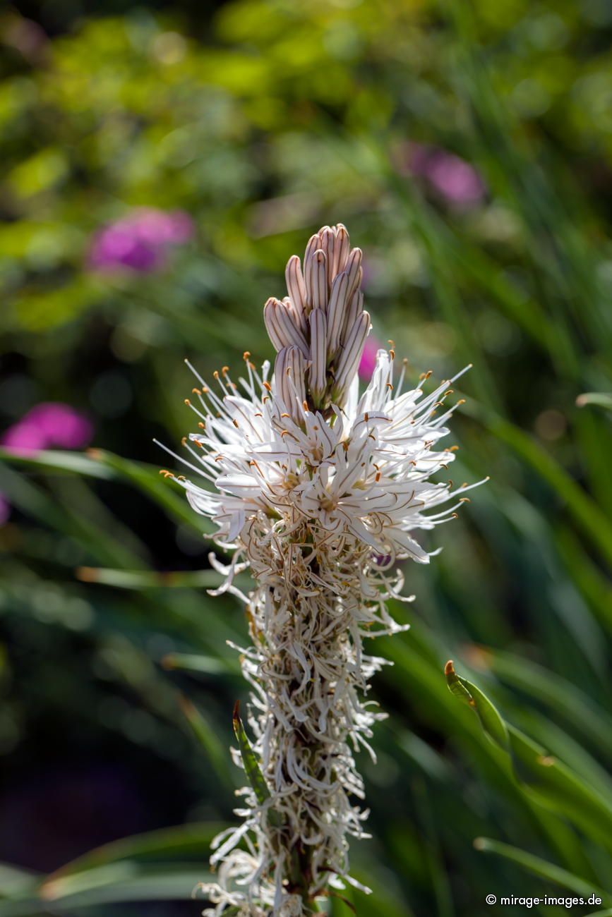 Affodill (Asphodelus)
Parc National des Écrins
Schlüsselwörter: Blumen Blüten Alpenflora
