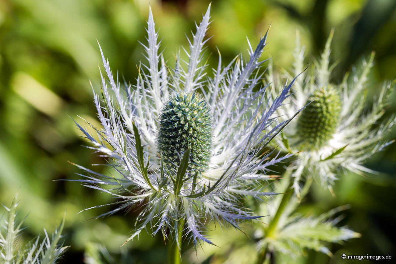 Distel
Les Vieux-Prés
Schlüsselwörter: Blumen Blüten Alpenflora