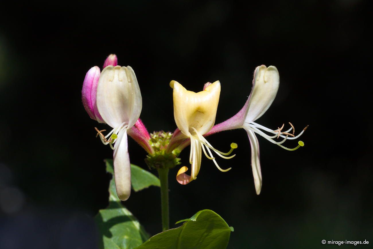 Gartengeißblatt
Les Vieux-Prés
Schlüsselwörter: Blumen Blüten Alpenflora