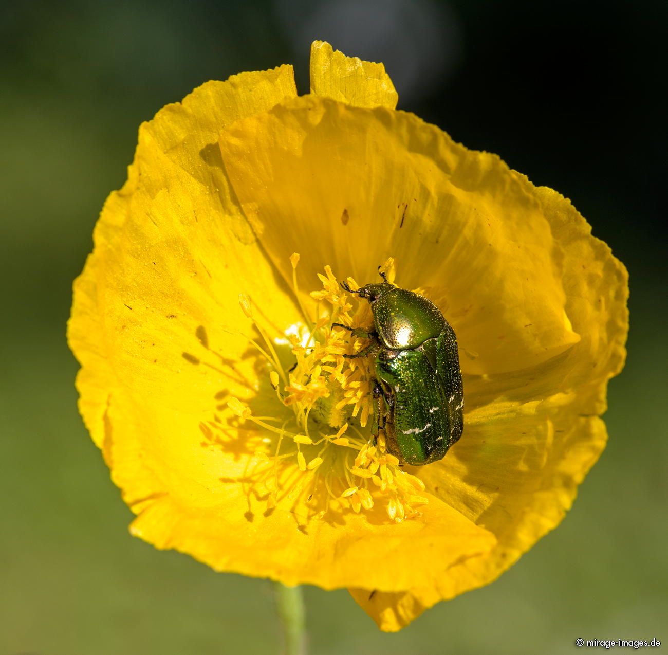 Yellow Poppy
Les Vieux-Prés
