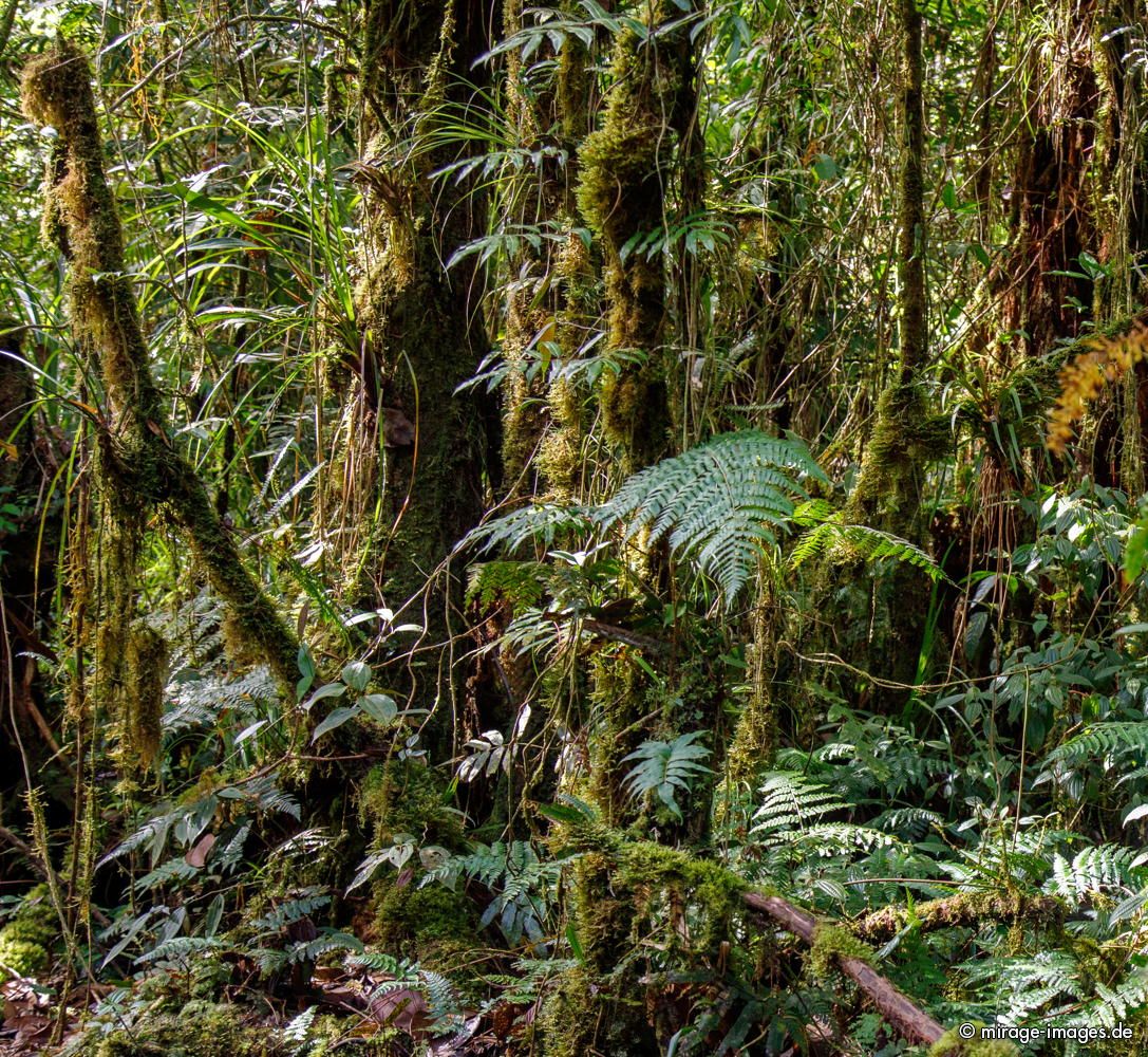 Rainforest
Parque Nacional Tapantí - Macizo de la Muerte

