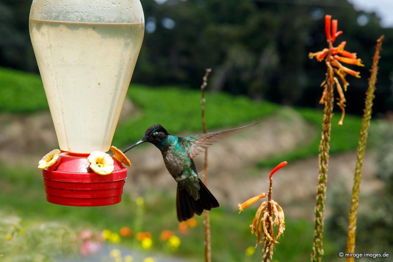Kolibri
Parque Nacional Volcn Iraz
Schlüsselwörter: animals1