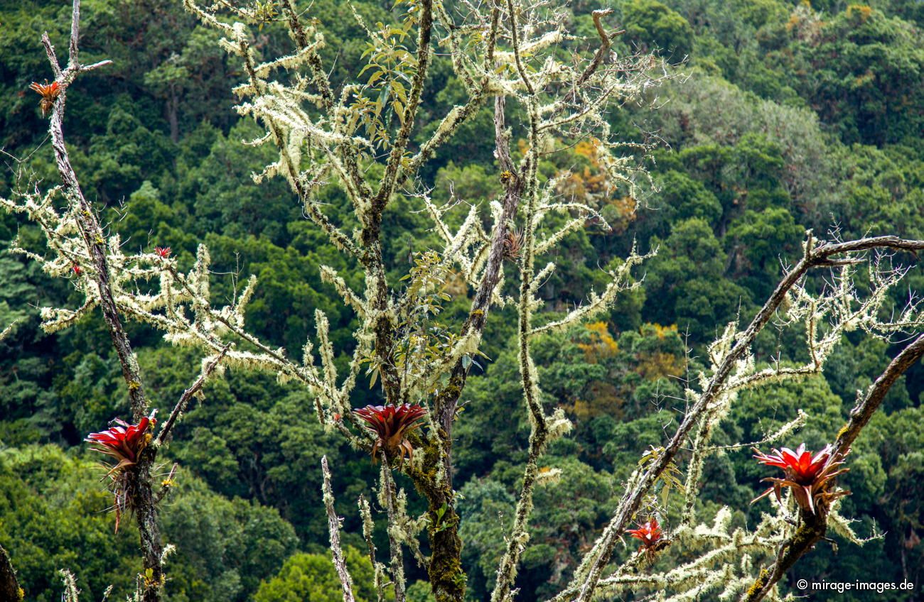 Flowertree
Parque Nacional Los Quetzales
