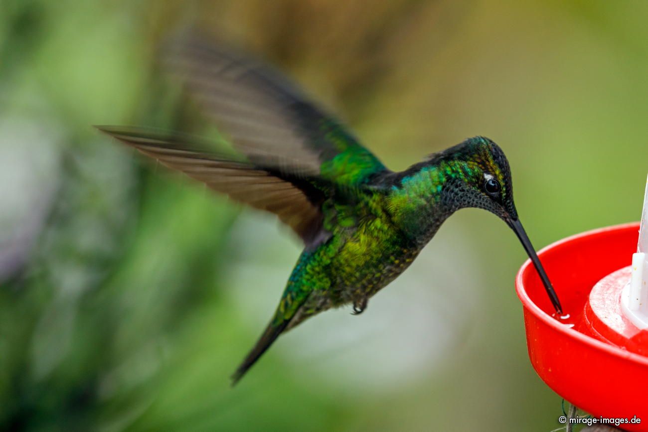 Grünstirn-Brillantkolibri
Parque Nacional Los Quetzales
Schlüsselwörter: animals1
