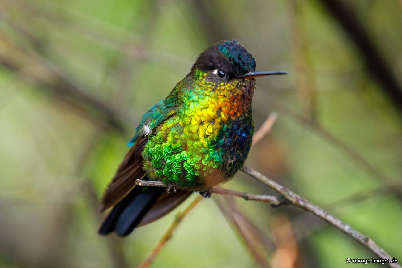 Feuerkehlkolibri
Parque Nacional Los Quetzales
Schlüsselwörter: animals1