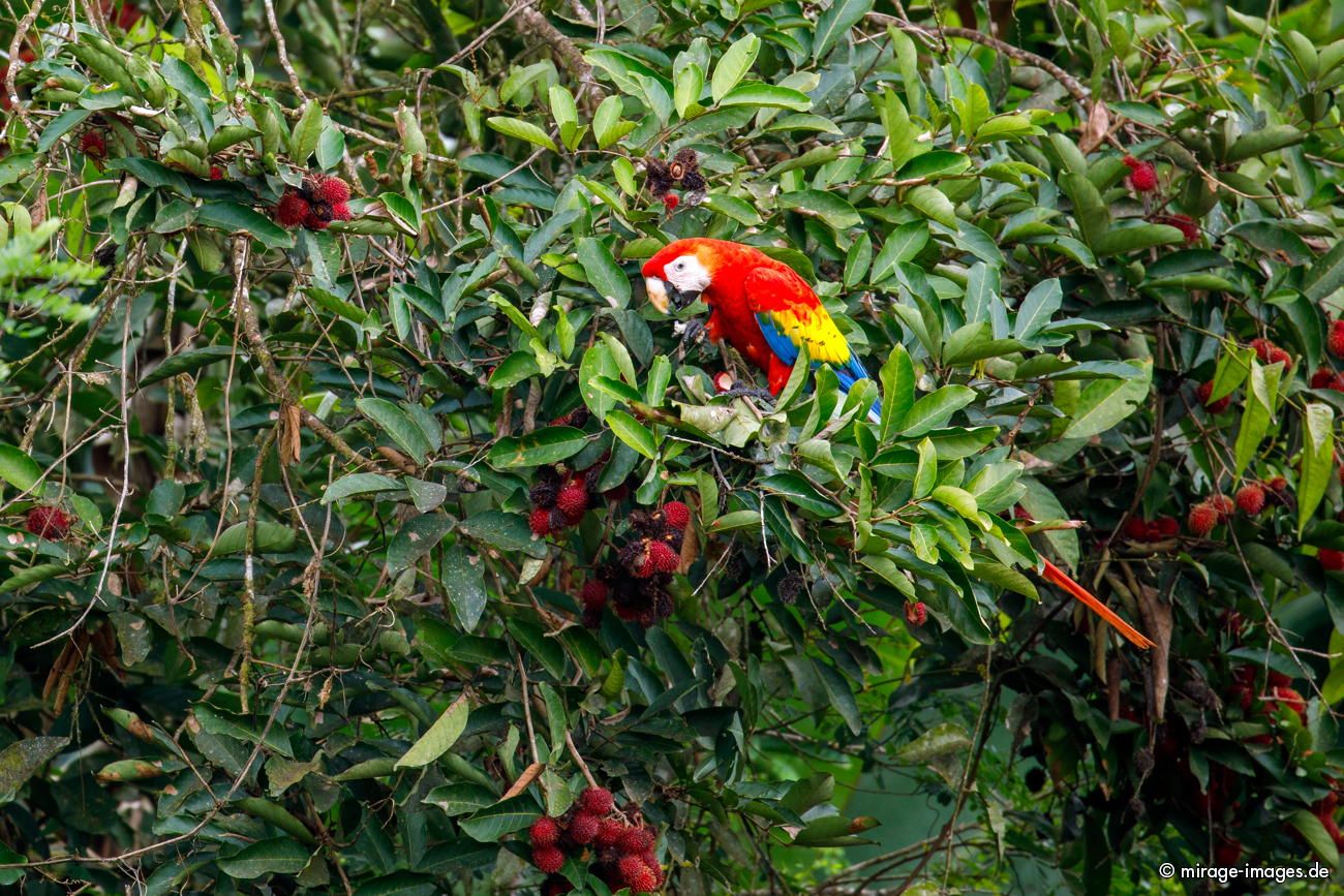 Scharlachara im Litschibaum
Parque Nacional Corcovado
Schlüsselwörter: animals1