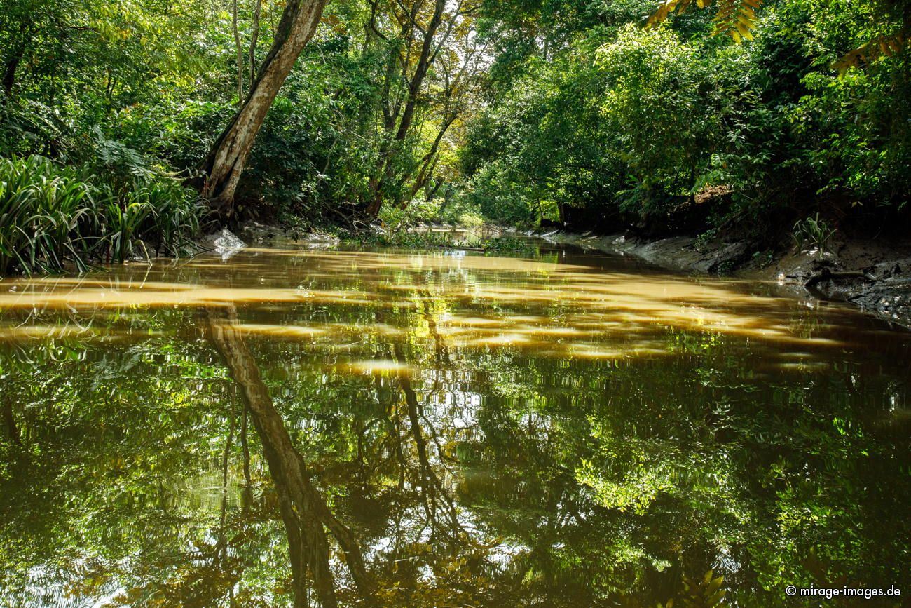 Mangrove at Sierpe River
Parque Nacional Corcovado
