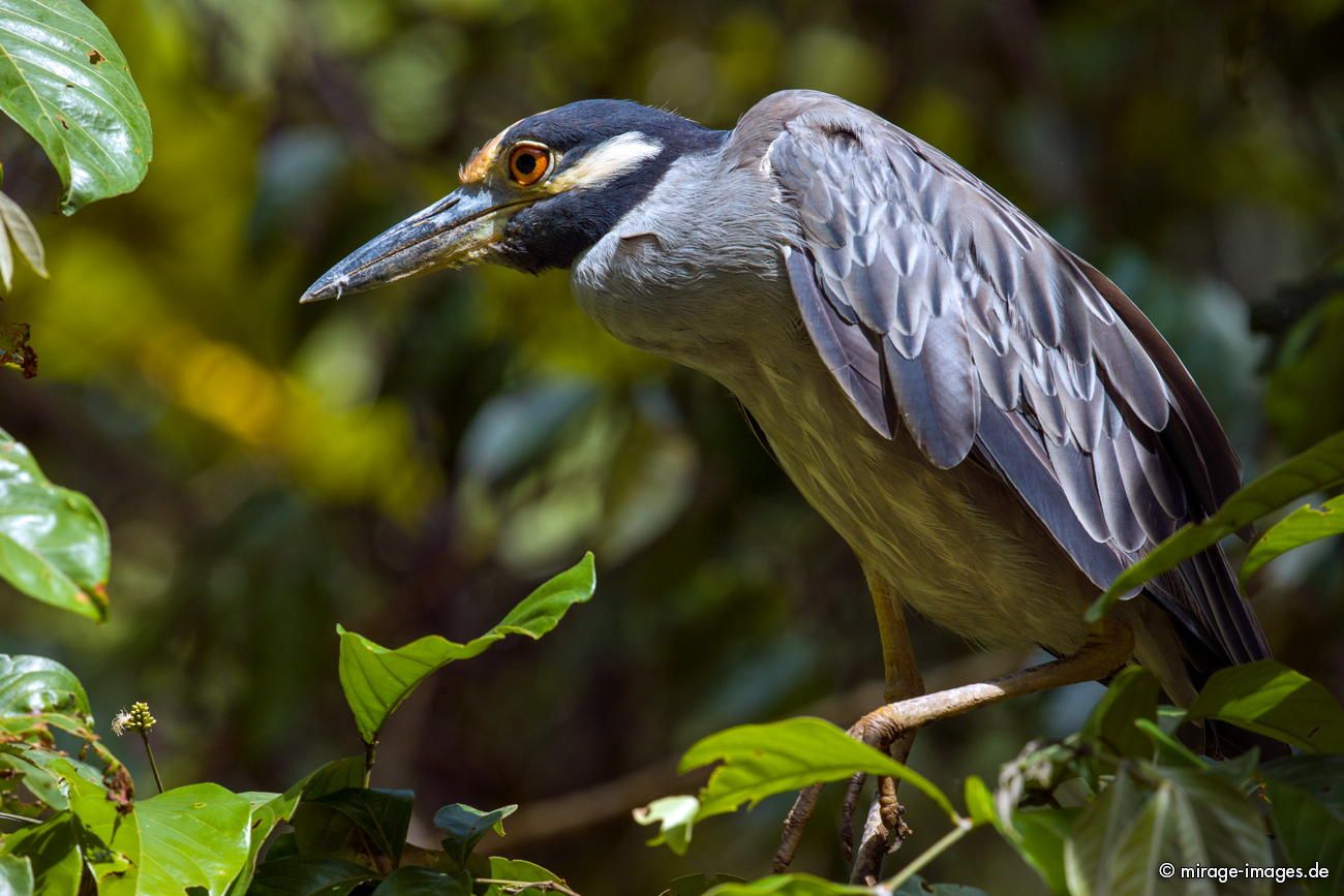 Yellow-crowned Night Heron
Parque Nacional Corcovado
Schlüsselwörter: animals1