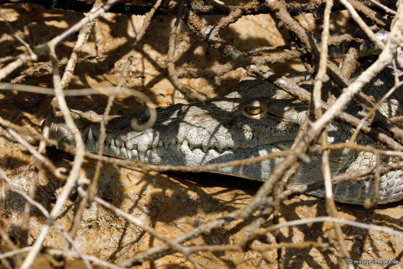 Spitzkrokodil
Parque Nacional Corcovado
Schlüsselwörter: animals1