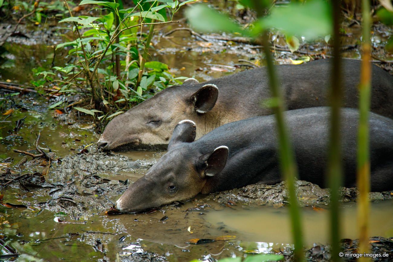 Tapirs making Siesta
Parque Nacional Corcovado
Schlüsselwörter: animals1