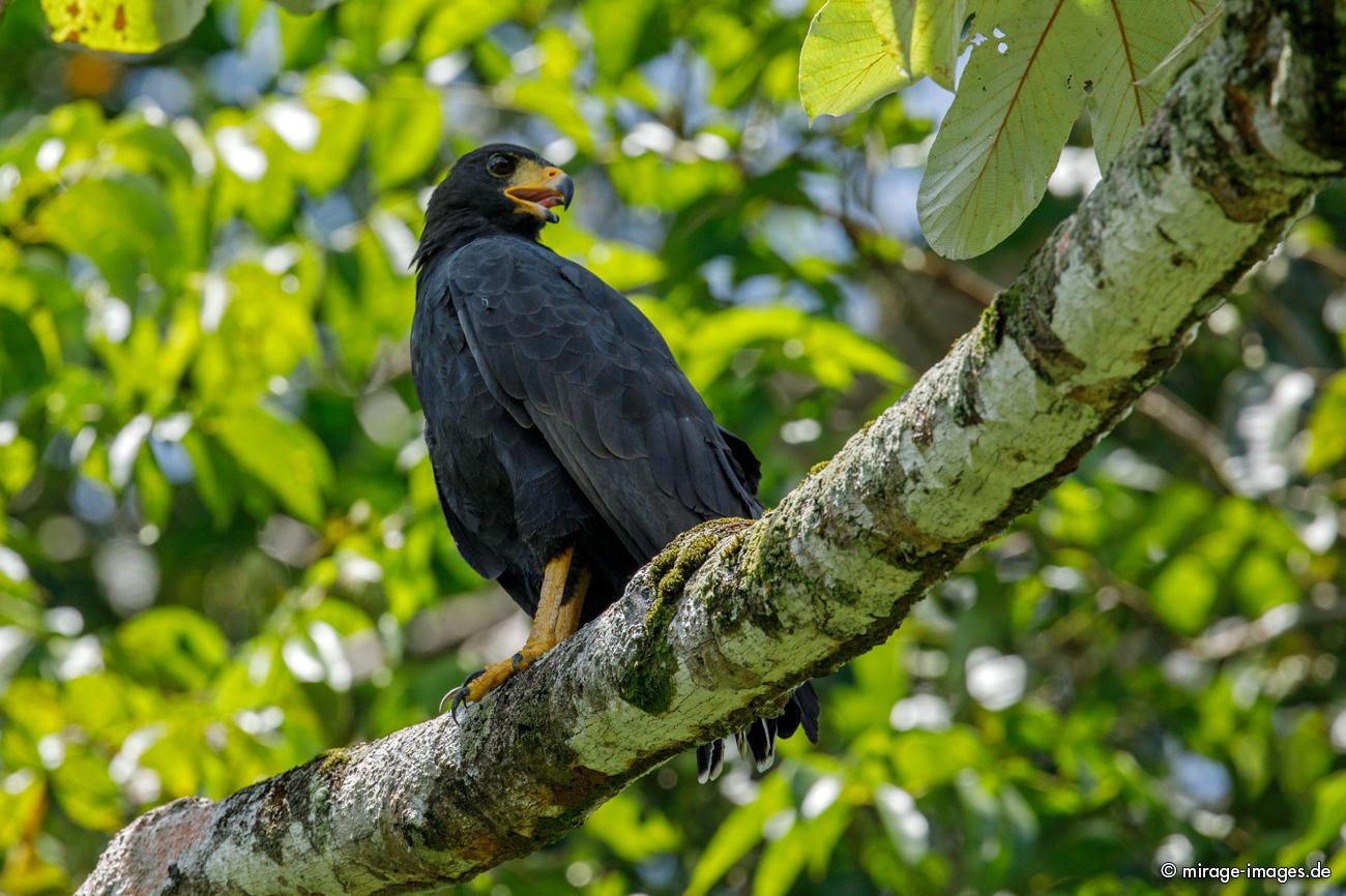 Krabbenbussard
Parque Nacional Corcovado
Schlüsselwörter: animals1