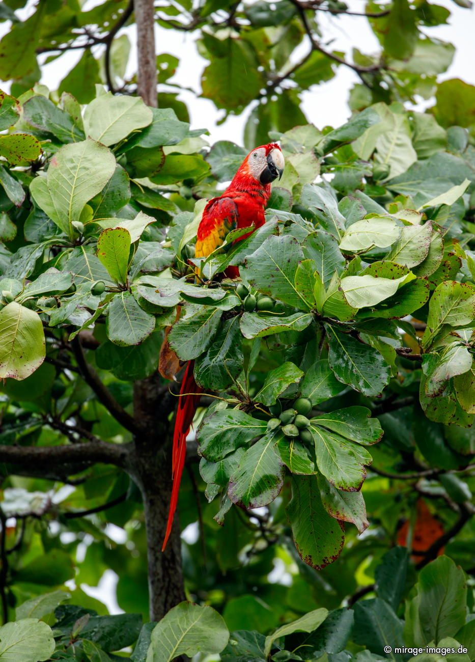 Scharlachara
Puntarenas 
Schlüsselwörter: animals1