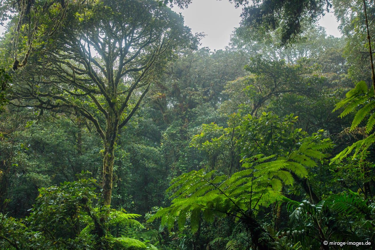 Tropical Rainforest
Guanacaste Selvatura Park
