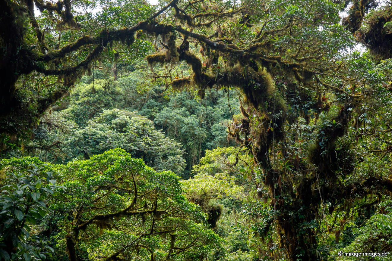 Tropical Rainforest
Guanacaste Selvatura Park

