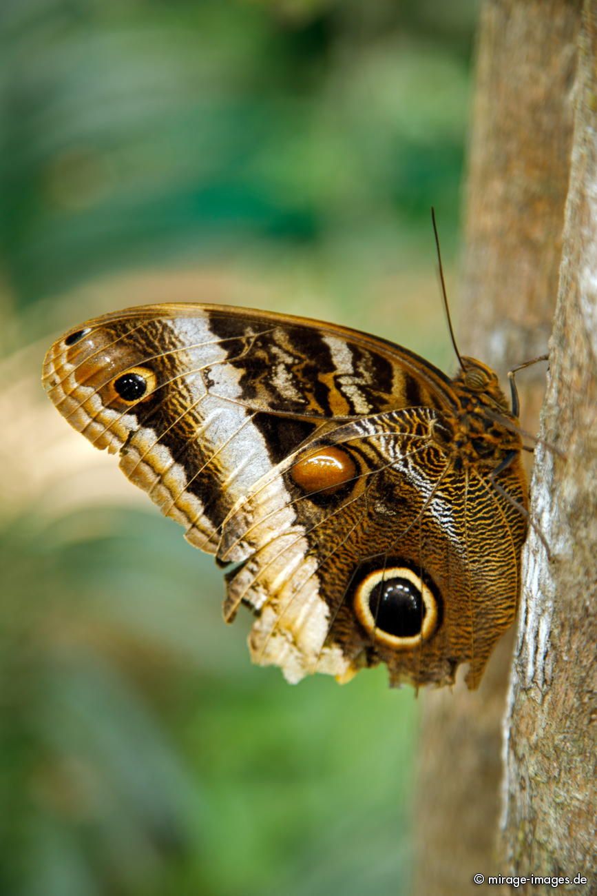 Blauer Morphofalter
El Castillo Butterfly Conservatory
Schlüsselwörter: animals1