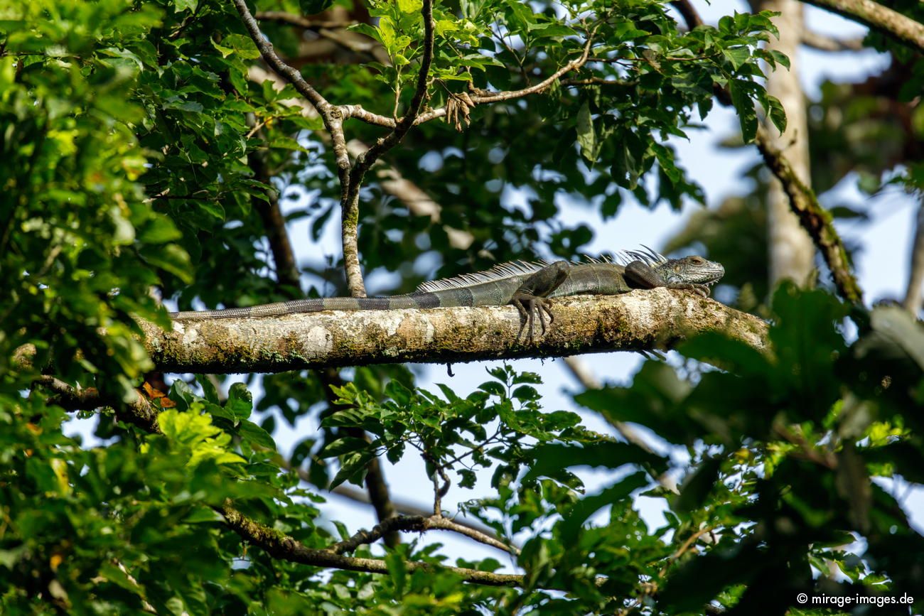 Leguan near El Tucn Jungle Lodge
Refugio Nacional Gandoca-Manzanillo
Schlüsselwörter: animals1