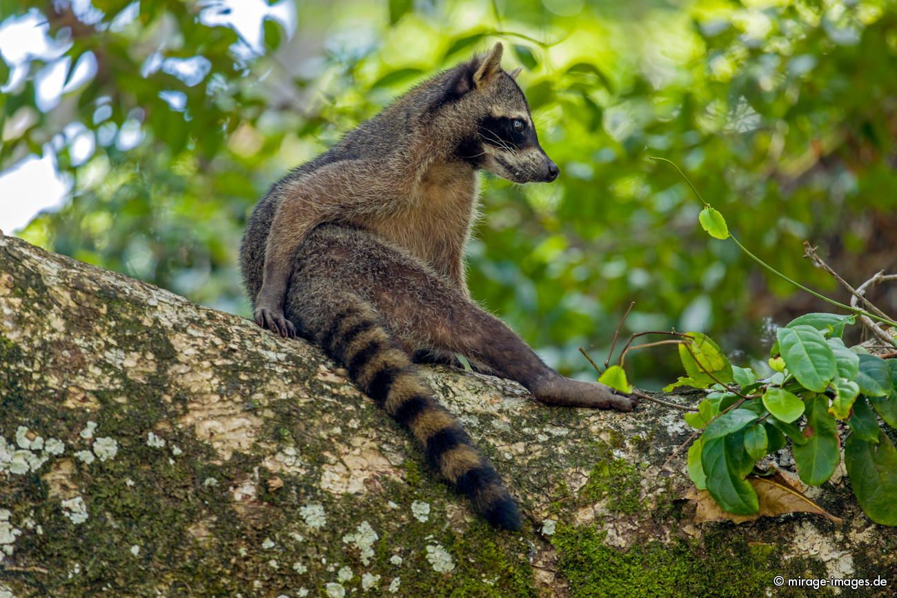 Waschbr Raccoon
Parque Nacional cahuita
Schlüsselwörter: animals1