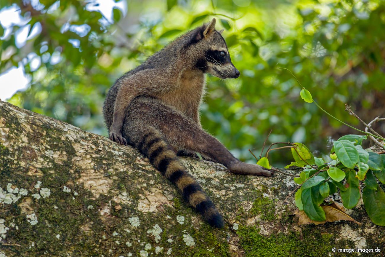 Waschbär Raccoon
Parque Nacional cahuita
Schlüsselwörter: animals1