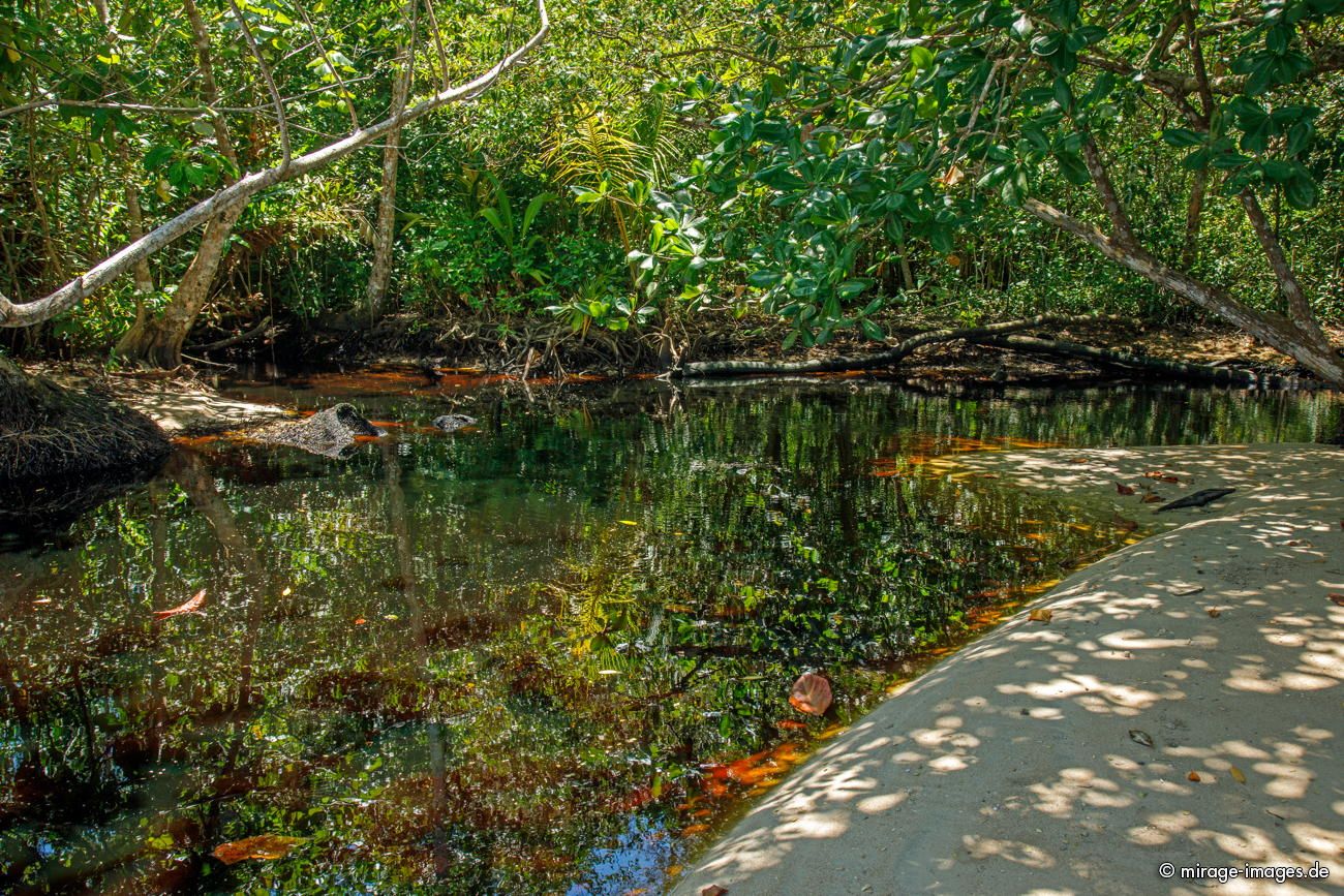 Little creek
Parque Nacional cahuita
