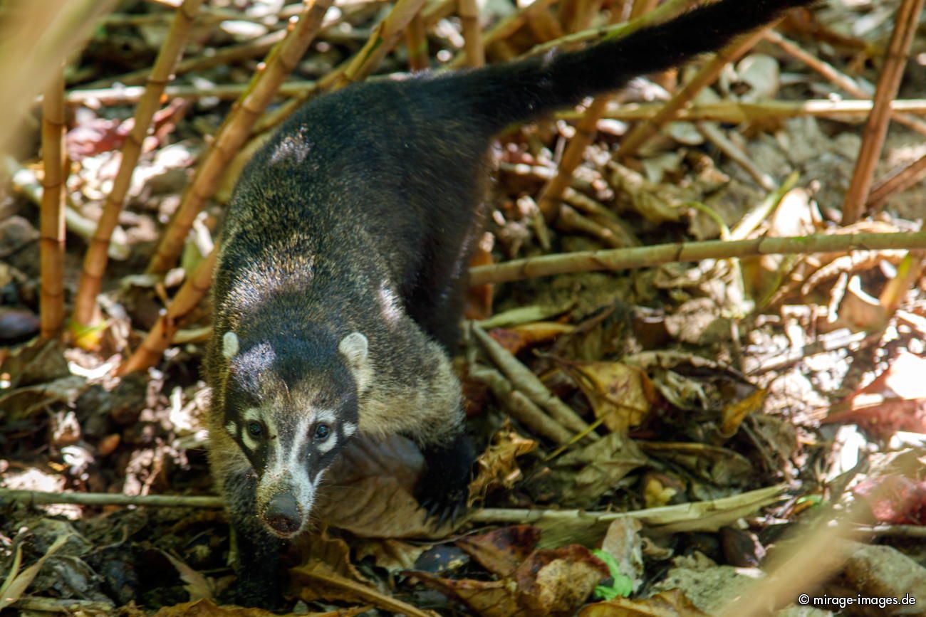 Nasenbär · Coati
Parque Nacional cahuita
Schlüsselwörter: animals1