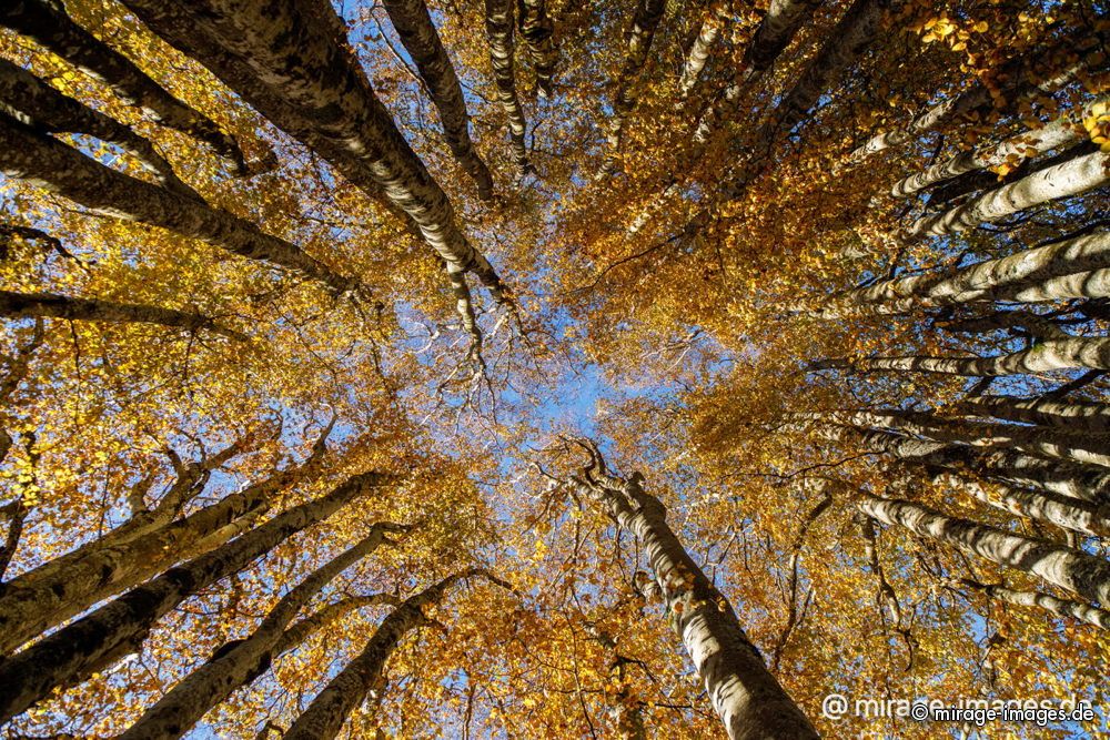 Multi-stem beech tree
Creux du Van
Schlüsselwörter: trees1