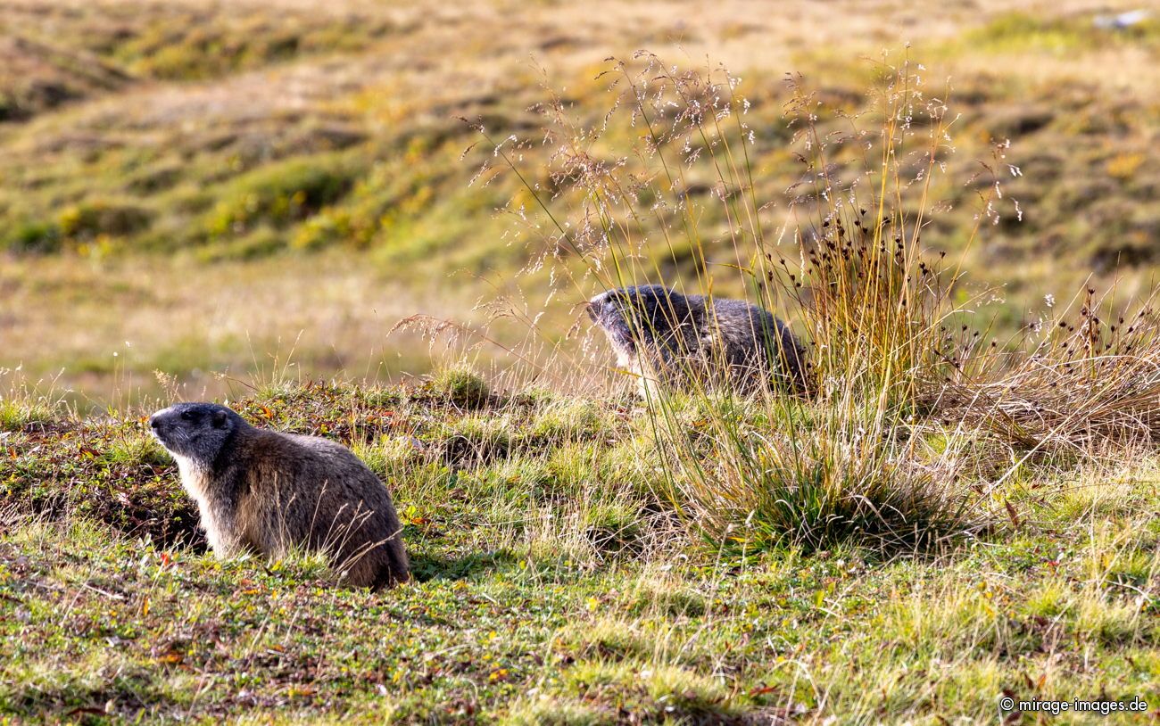 Marmot
Greina Plateau
Schlüsselwörter: animals1